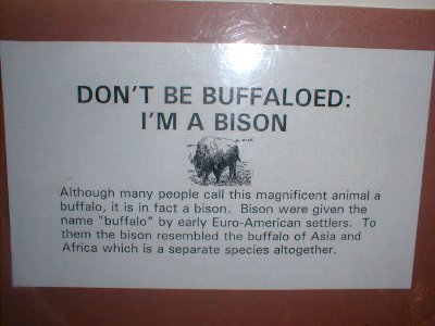 I'm a Bison