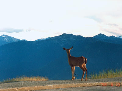 A Deer and Mountains