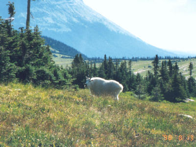 Mountain Goat