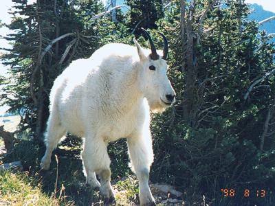 Mountain Goat