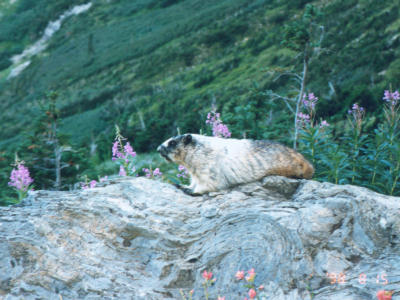 Marmot