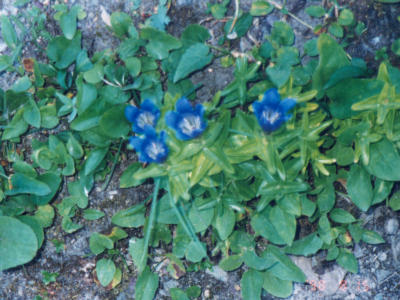 Flower