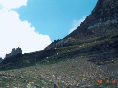 Mountain Goat