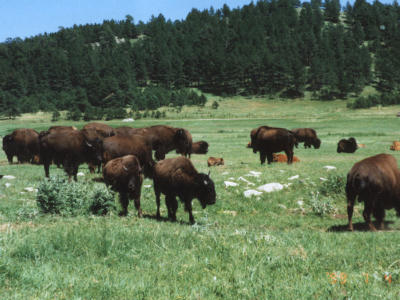 Bison