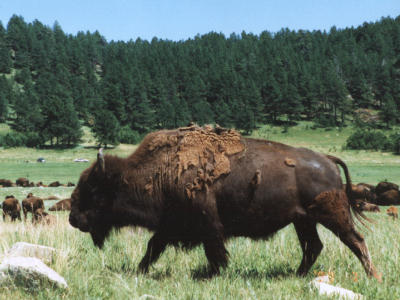 Bison