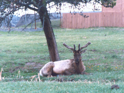 Elk