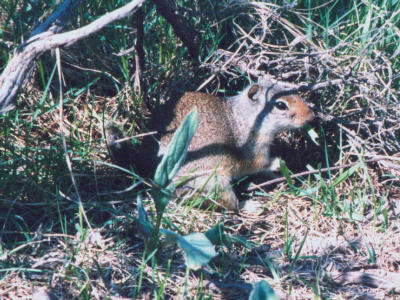 Squirrel ?