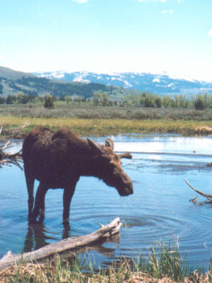 Moose
