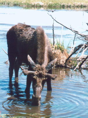 Moose