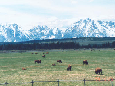 Teton Range and Baison
